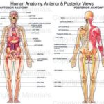 Anterior vs Posterior: The Ultimate Guide to Mapping the Human Body Anterior vs Posterior