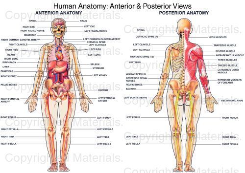 Anterior vs Posterior: The Ultimate Guide to Mapping the Human Body Anterior vs Posterior