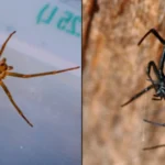 Black Widow vs Brown Recluse