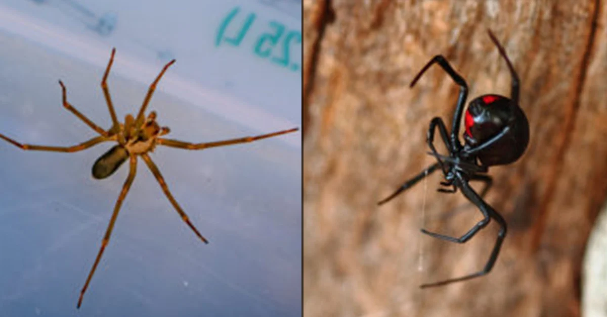Black Widow vs Brown Recluse